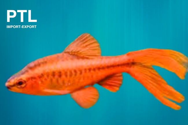 PTL69495_BARBUS TYTTEIA LYRATIAL_